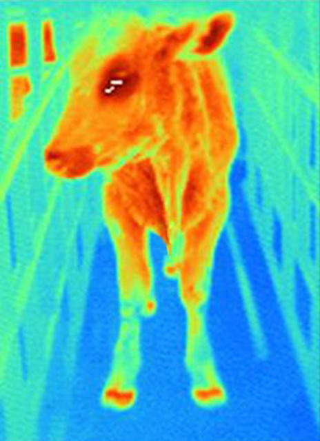 infrared image